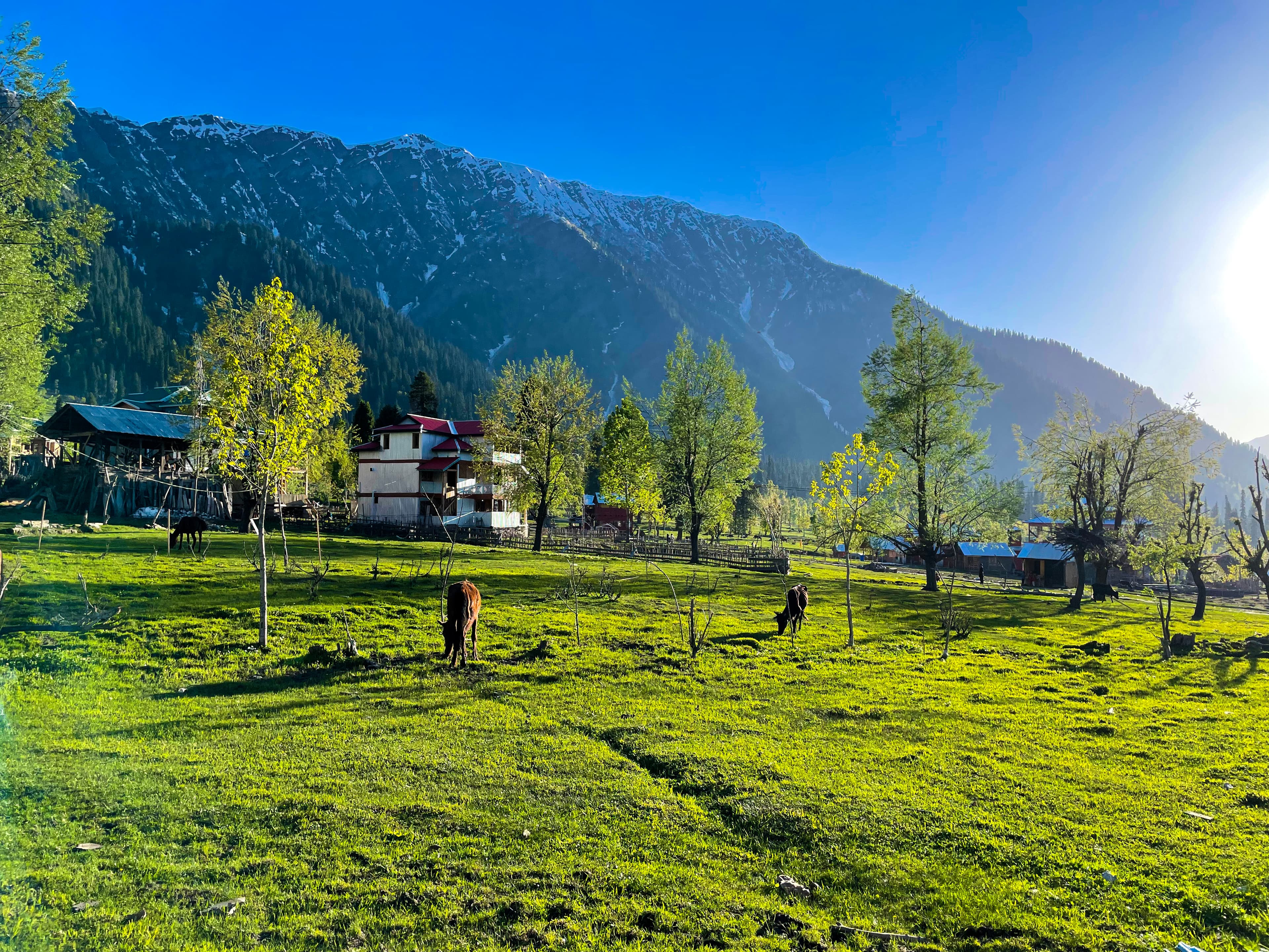 Nanga Parbat viewed from Fairy Meadows with pine forests