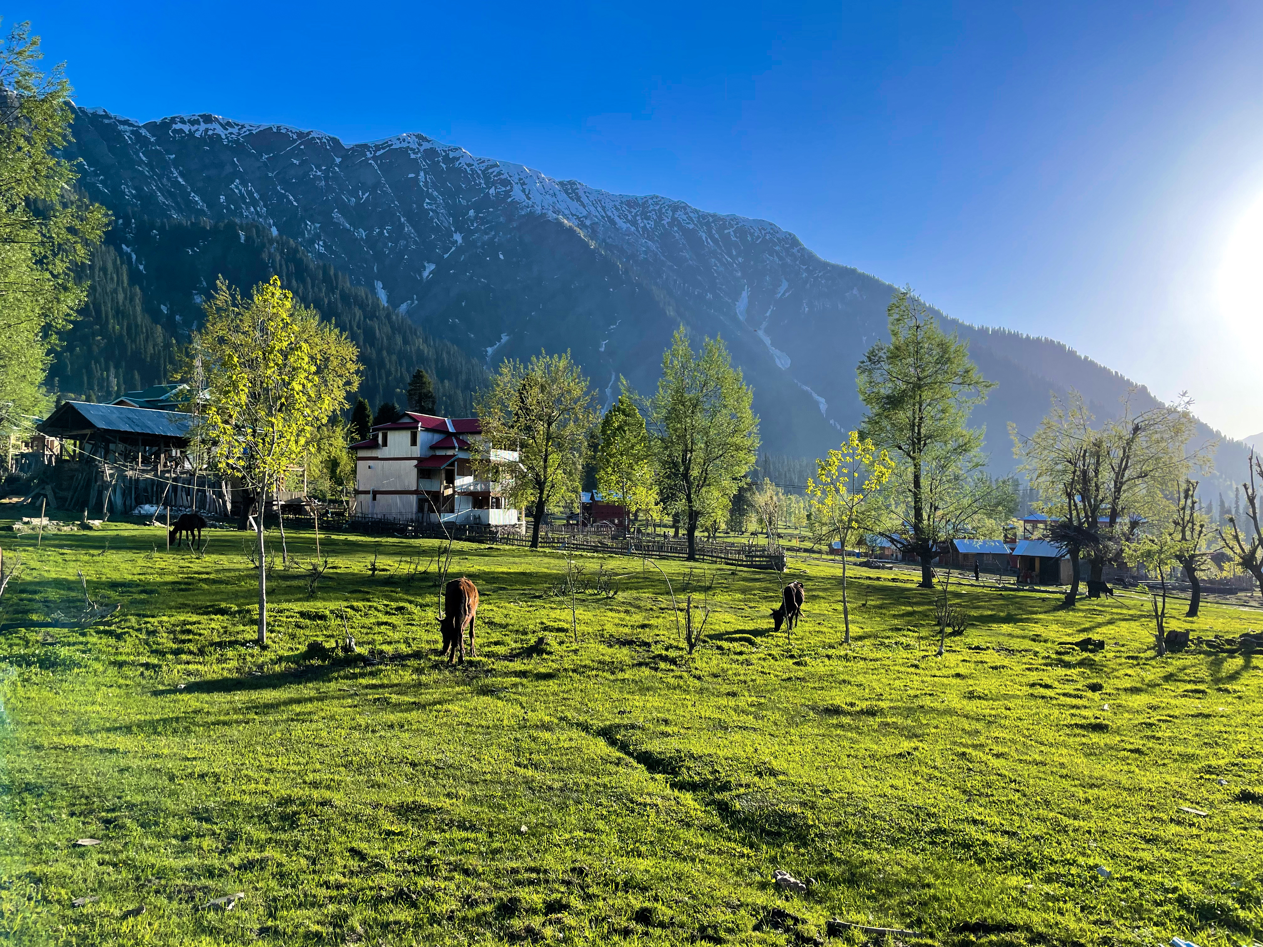 Nanga Parbat viewed from Fairy Meadows with pine forests